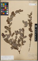 Foto von Salix starkeana Willd.